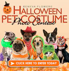 See the best & latest pet halloween costume contest on iscoupon.com. Beneva Flowers 4th Annual Halloween Pet Costume Photo Contest Beneva Flowers Gifts