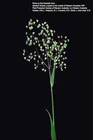 Image result for Briza minor