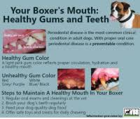 Your Boxer S Mouth Healthy Gums And Teeth Periodontal Disease Is The Most Common Clinical Condition In Adult Dogs With Proper Oral Care Periodontal Disease Is A Preventable Condition Healthy Pink Gums Teeth