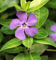 Image result for Stathmostelma pedunculatum