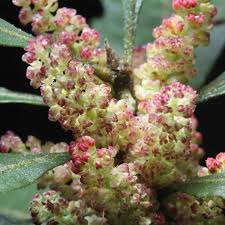 Image result for Myrica serrata