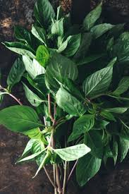 Check spelling or type a new query. What Is Lime Basil Tips For Growing Lime Basil In The Garden
