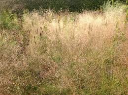 Piet Oudolf Hummelo Photo By Nicola Berry Time And Space Garden And Planting Design
