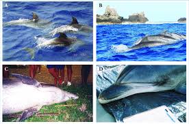 examples of the color variation in bottlenose dolphins