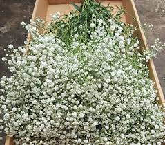 Shop sam's club for savings on bulks flowers, baby's breath, wholesale flowers, arrangements, and more! Here Is What You Need To Know About Gypsophila Flowers Baby S Breath Its Not What You Think Eagle Link Flowers