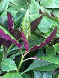 Image result for Gynura