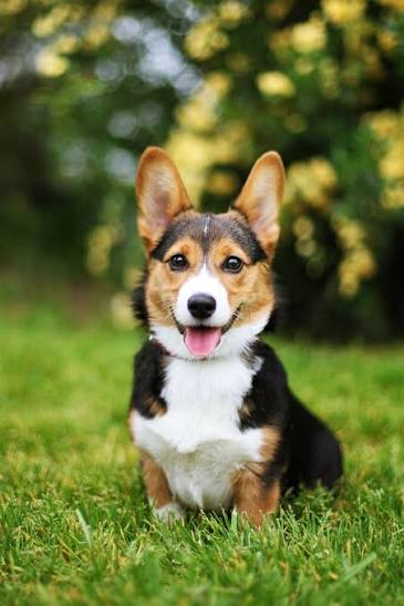 Free photo: Cute Dog - Animal, Cute, Dog - Free Download - Jooinn