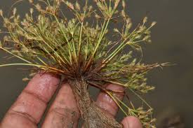 Image result for Fimbristylis squarrosa