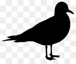 Pngitem provides millions of free hd transparent images. Seagull Png Free Download Seagull Icon Pirates Icon Bird Icon
