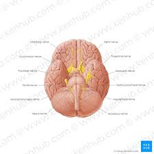 sensory cranial nerves anatomy functions and diagram kenhub