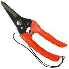 Kawasan disekitar pokok tersebut juga boleh dibersihkan. 702 Pruning Shear Gunting Pokok Bunga Shopee Malaysia