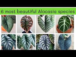 We did not find results for: Top 6 Species Of Alocasia The Most Beautiful Indoor Plants And Easy To Grow Youtube