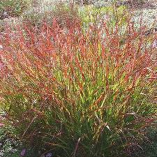 Image result for Aizoon virgatum