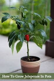 Sowing sweet jalapeno pepper seeds: How To Grow Jalapenos In A Pot Growing Vegetables Growing Jalapenos Pepper Plants