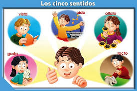 Resultado de imagen de los sentidos primaria