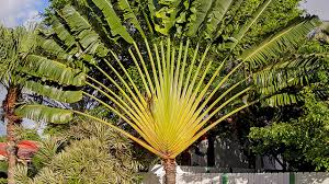 Gunakan daun pisang png gratis ini untuk desain web, desain dtp, selebaran, proposal, proyek sekolah, poster, dan lainnya. Pohon Pisang Kipas Pohonnya Para Petualang Greeners Co