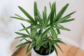 Indoor palm plants can be an expensive choice interested in growing palms outdoors?. Lady Palm Indoor Plant Care Growing Guide