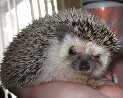 Pin By Pygmy Hedgehog For Sale On Majestic Mammals Hedgehog Pet Pygmy Hedgehog Hedgehog