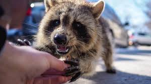 Image result for Rabies