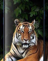 25 Gambar Harimau Wallpaper Keren 3d 80 Gambar Harimau 3d Paling Bagus Gambar Pixabay Green Screen Tiger Full Hd Animals Wild Animal Wallpaper Animals Wild