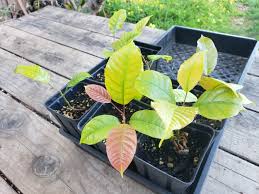 Image result for Pachylobus