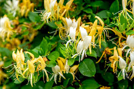 Caprifolium mill.) are arching shrubs or twining vines in the family caprifoliaceae, native to northern latitudes in north america and eurasia. Japanese Honeysuckle Plant Care And Growing Guide