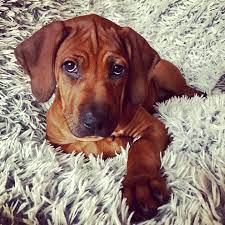 Li Lu 10 Weeks Rhodesian Ridgeback Rhodesian Ridgeback Dog Rhodesian Ridgeback Puppies Dog Breeds