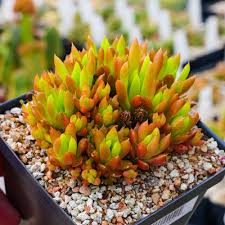 Image result for Orestias foliosa