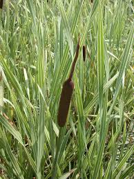 Image result for Typha