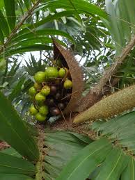 Image result for Eremospatha cuspidata