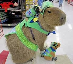 Pin On Animals