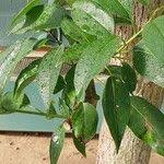 Image result for Diospyros ferrea