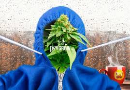 The dimensions of a rabbit's hindfoot prints usually are. Growing Marijuana In Cold Climates Yes It Is Possible