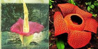 Maybe you would like to learn more about one of these? Bunga Bangkai Dan Rafflesia Sering Dianggap Sama Padahal Berbeda Halaman 1 Kompasiana Com