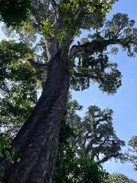 Image result for Entandrophragma delevoyi