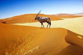 Sossusvlei is an ephemeral pool of water formed by the waters of the tsauchab river. Sossusvlei Namibia Tickets Tours Book Now