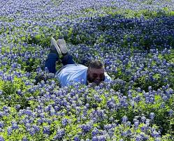 Bluebonnets in Bloom 2023