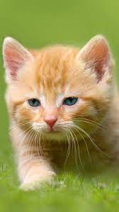 Samsung Galaxy S7 Kitten Wallpaper Kitten Wallpaper Cats Kittens