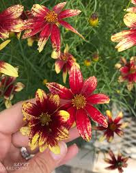 Check spelling or type a new query. Coreopsis Zagreb And Other Cheerful Tickseed Varieties For The Garden
