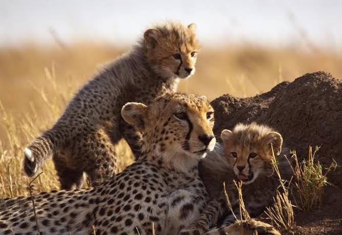 What drove the charismatic cheetah to extinction in India? - The Hindu