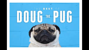 Kandi douglas is on facebook. Best Of Doug The Pug Youtube
