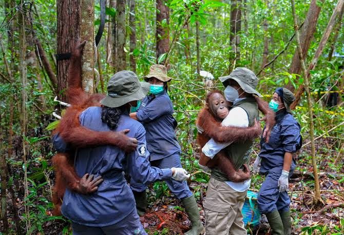 Kemenhut Siapkan Kawasan Preservasi Orang Utan, Luasnya 87 Ribu Hektare