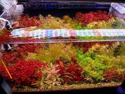 Image result for Nesaea spathulata