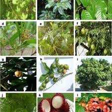 Image result for Eriocoelum