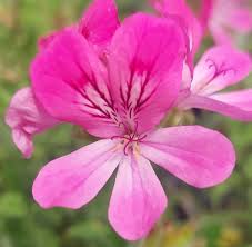 Image result for Pelargonium graveolens