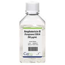 Image result for Amphotericin B