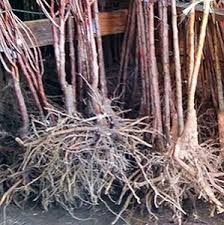 We're selling bare root fruit & shade trees and providing our customers with 14 years of experience growing the. Gilby S Minnesota Apples Bare Root Trees Dwarf Pears Plums Maple