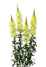 Image result for Snapdragon Yellow 1979 MG