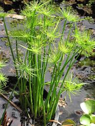 Image result for Cyperus papyrus