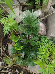 Image result for Actiniopteris radiata